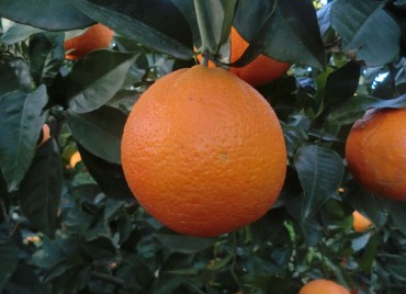 Ökologischer orangefarbener Navelina
