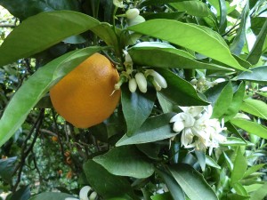 Naranja acompañada de flor