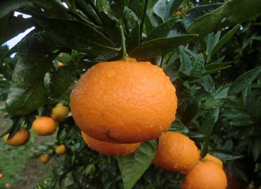 Mandarine Clementine biologique