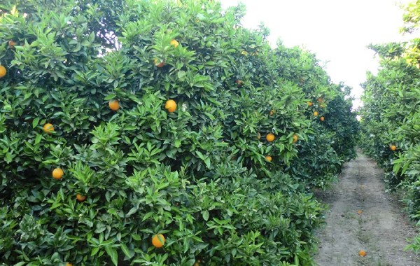 Bäume der Orangen ökologischer Navelates