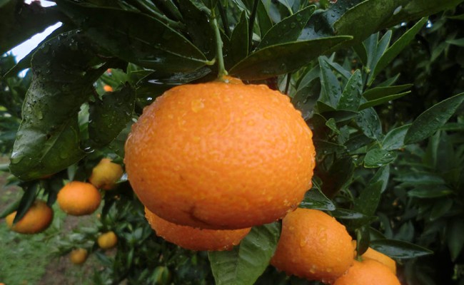 el-fruto-mandarinas-arbol